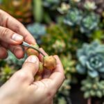 easily remove succulent pups