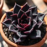 echeveria black knight care tips