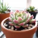 echeveria cubic frost care