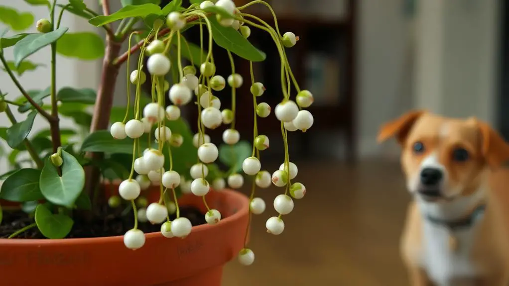 elegant necklace of pearls