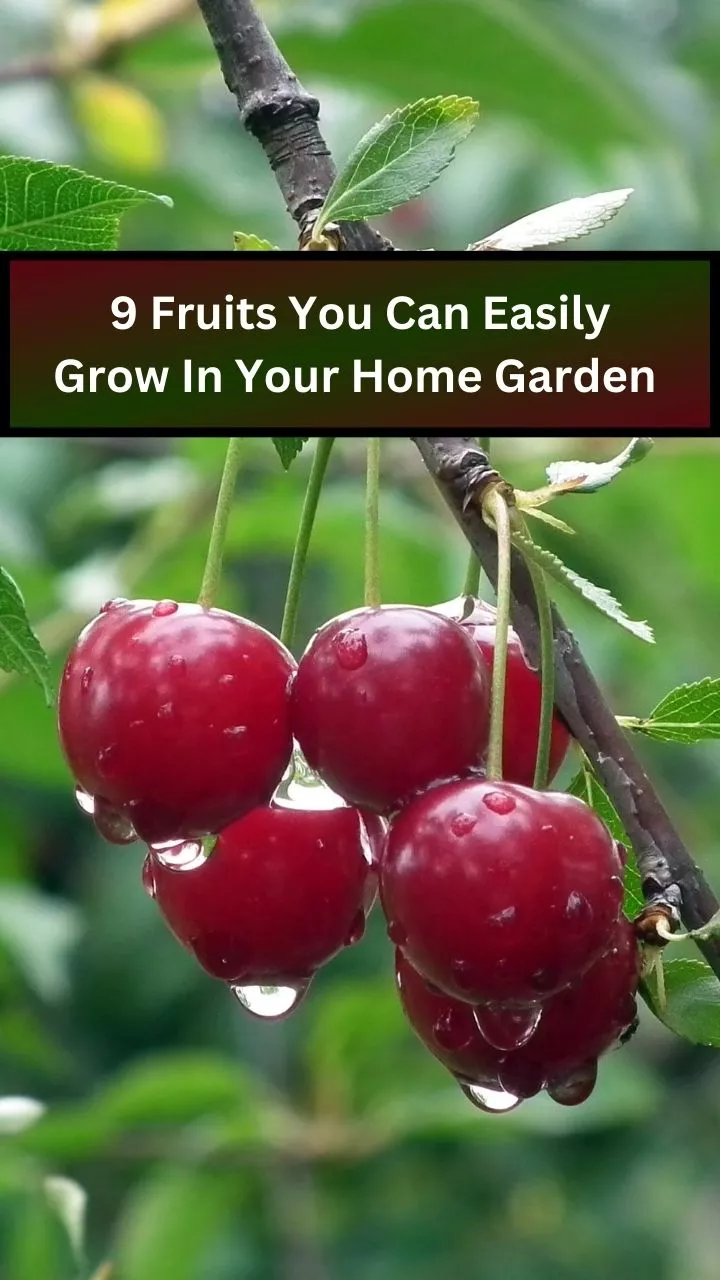 Fruits You Can Easily Grow In Your Home Garden: Simple Tips