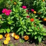 gardening benefits of orange peels