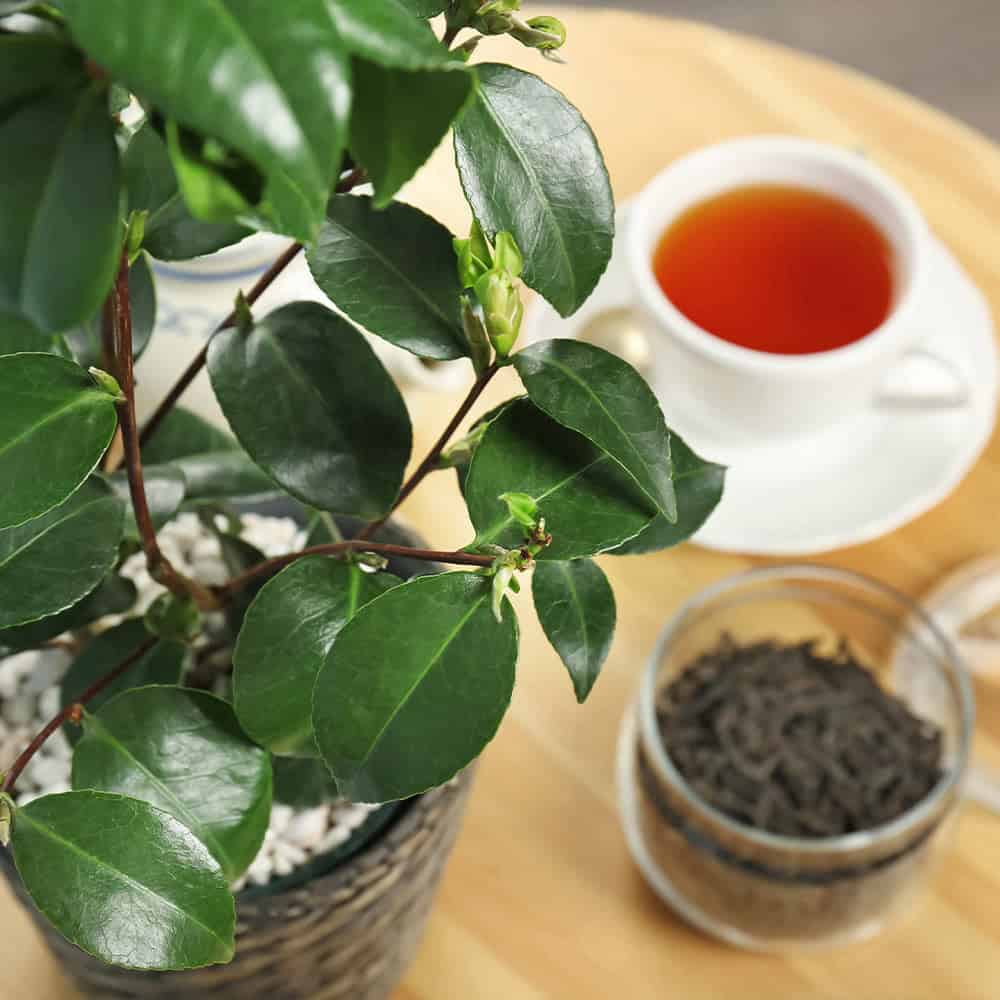 Grow Your Own Tea Leaves At Home With Camellia Sinensis