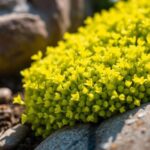 grow and care for sedum