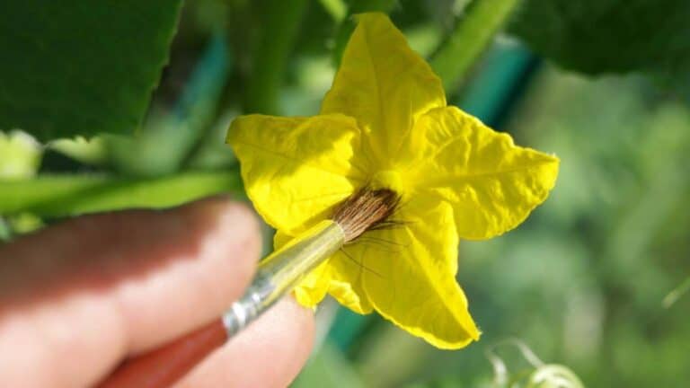 Hand Pollinate These Fruits And Veggies To Grow More: Boost Your Harvest