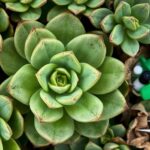 healthy succulent leaf assessment