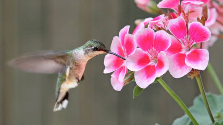 Heat Tolerant Geraniums That Will Attract Hummingbirds