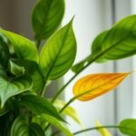 houseplant leaves yellowing causes