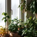 houseplants winter dormancy explained