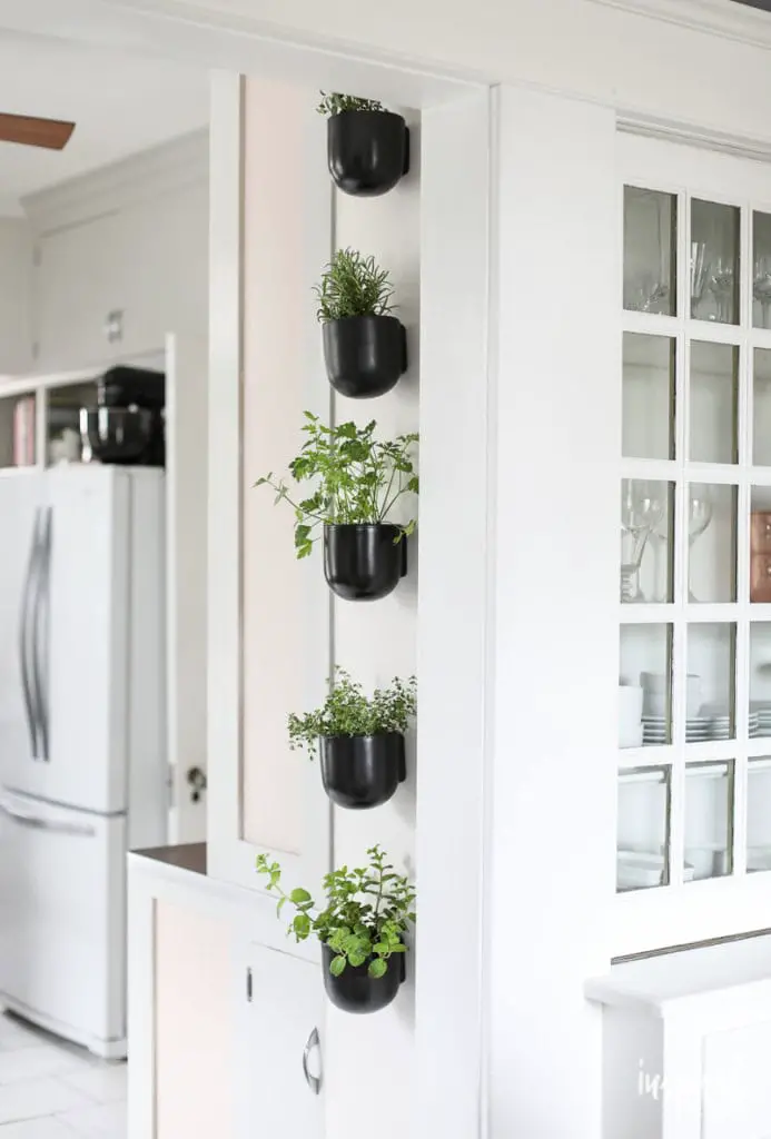 How To Create A Vertical Herb Garden In Your Kitchen: Easy Steps