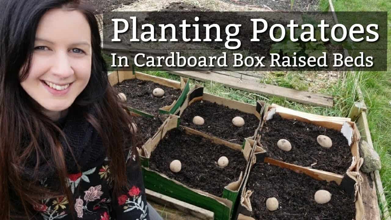 How To Easily Grow Potatoes In A Cardboard Box