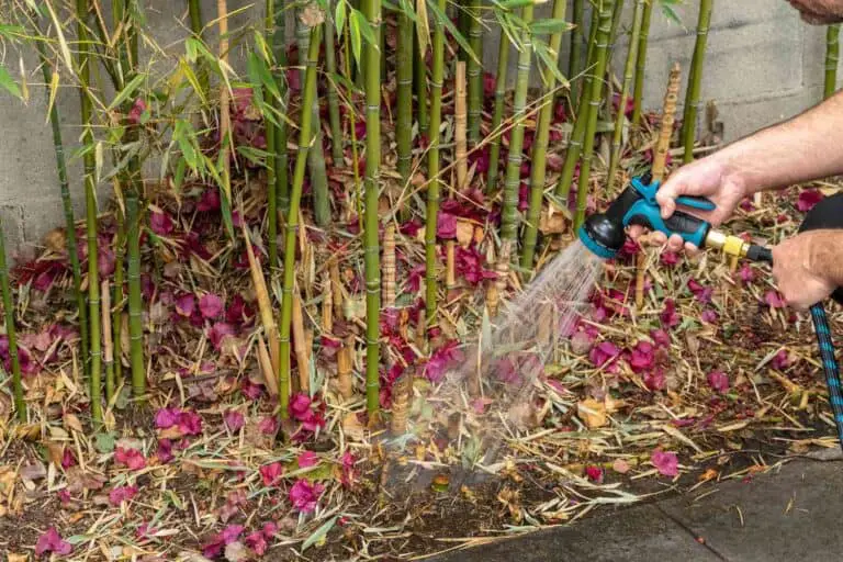 How To Get Rid Of Bamboo From Your Garden: Proven Strategies