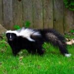 How To Get Rid Of Skunks In Your Yard