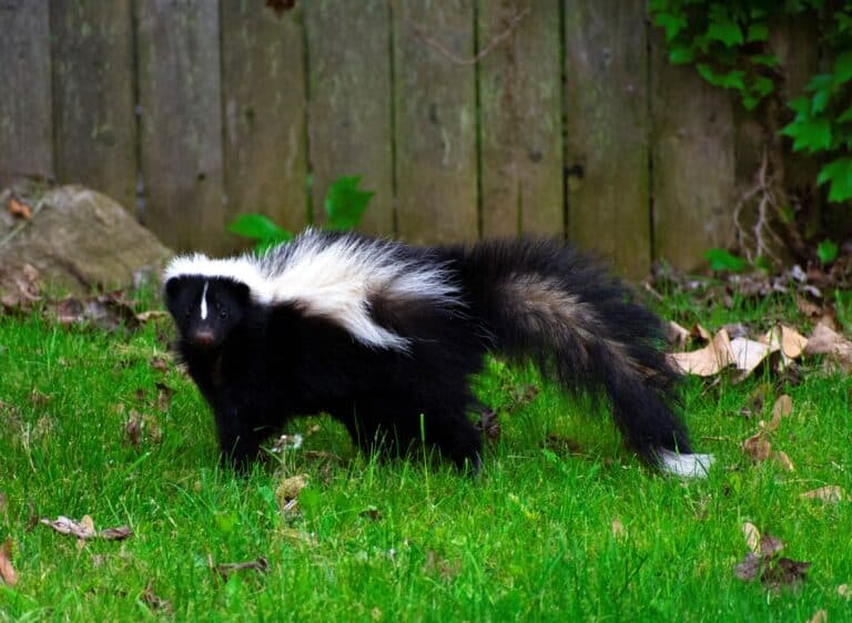 How To Get Rid Of Skunks In Your Yard: Effective Methods