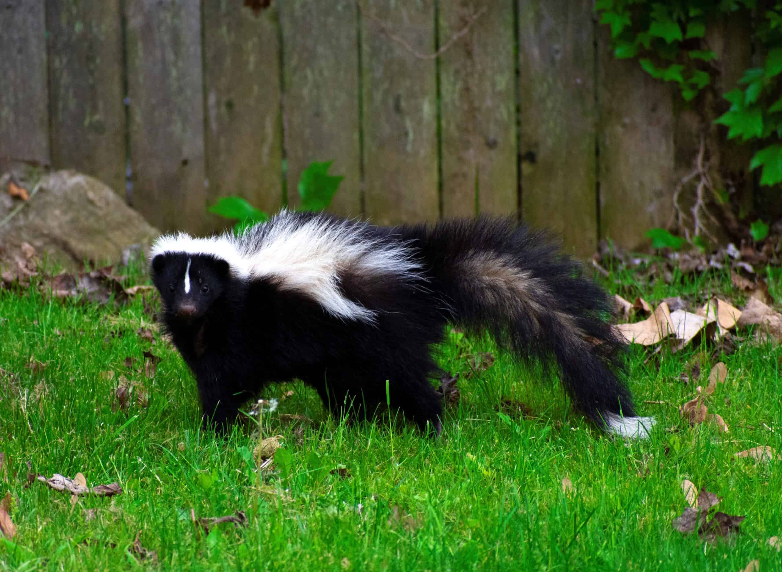How To Get Rid Of Skunks In Your Yard