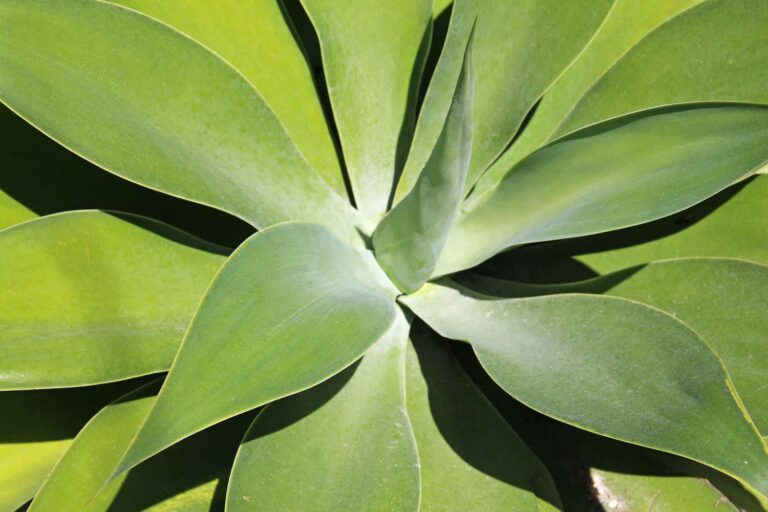 How To Grow And Care For An Agave Plant: Expert Tips