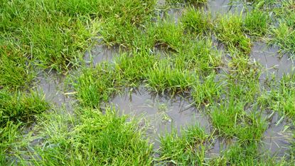 How To Reduce Surface Water Run-Off In Your Yard: Effective Strategies