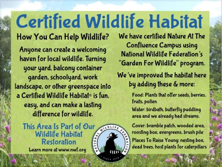 How To Turn Your Garden Into A Wildlife Habitat: Easy Steps