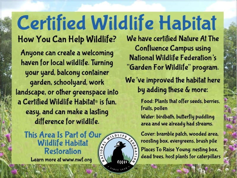 How To Turn Your Garden Into A Wildlife Habitat