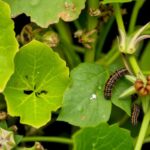 identifying plant pests issues