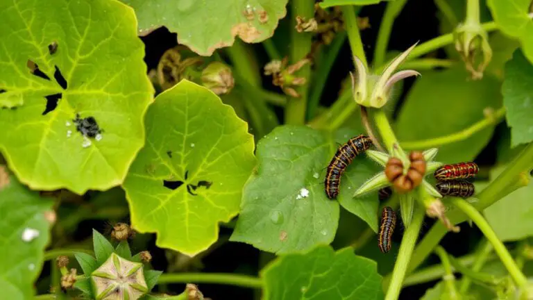 What’s Eating My Plants?