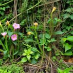 invasive garden problem plants