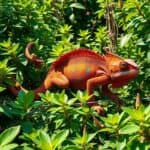 manage fast growing chameleon care