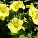 petunias lacking sunlight signs