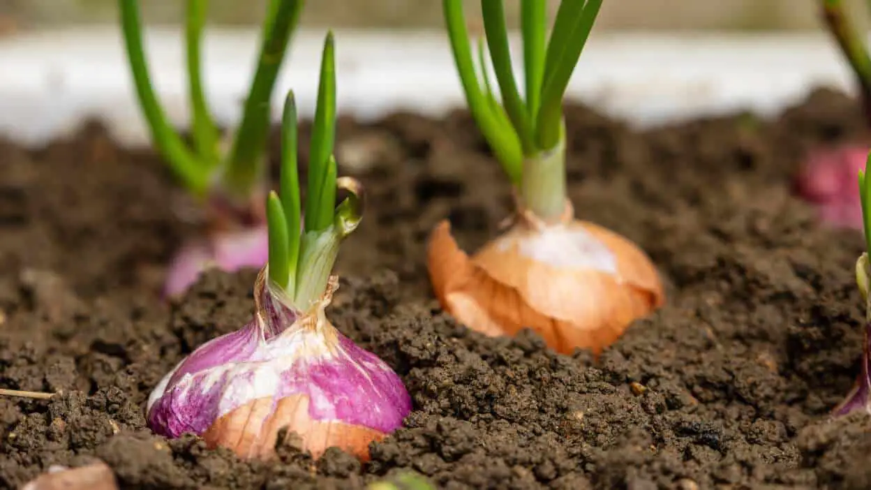 Plant These Vegetables This Fall To Harvest Next Spring