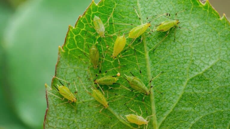 Planting Technique That Will Prevent Pests From Eating Your Garden: Proven Methods