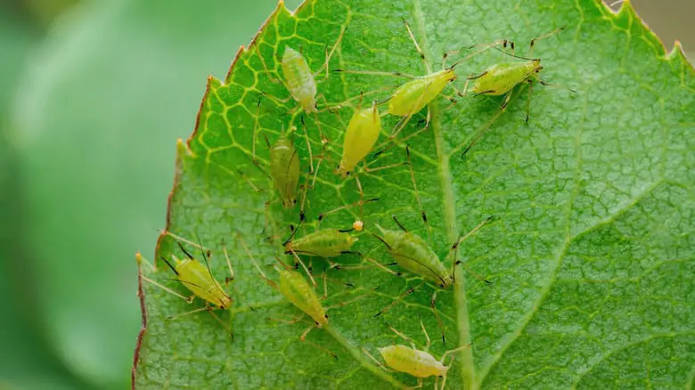 Planting Technique That Will Prevent Pests From Eating Your Garden