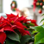 poinsettia care and growth