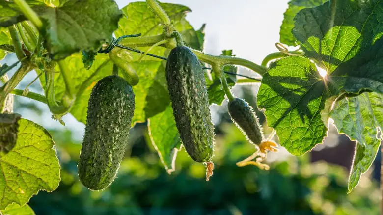 Popular Herb You Should Avoid Planting Too Close To Cucumbers