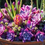 purple succulents for gardens