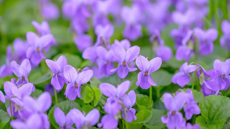 Reasons To Let Wild Violets Grow In Your Yard