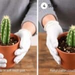 repotting a cactus simplified