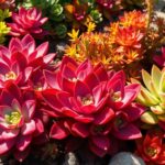 sedum care essential tips