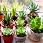 succulent growth size varies