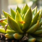 succulent leaves dropping reasons