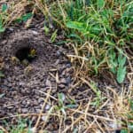 Surefire Way To Rid Your Yard Of Underground Wasp Nests