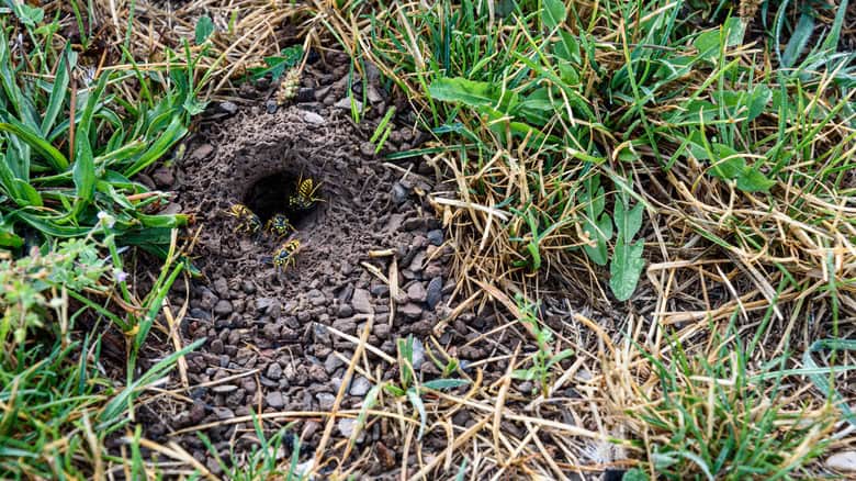 Surefire Way To Rid Your Yard Of Underground Wasp Nests