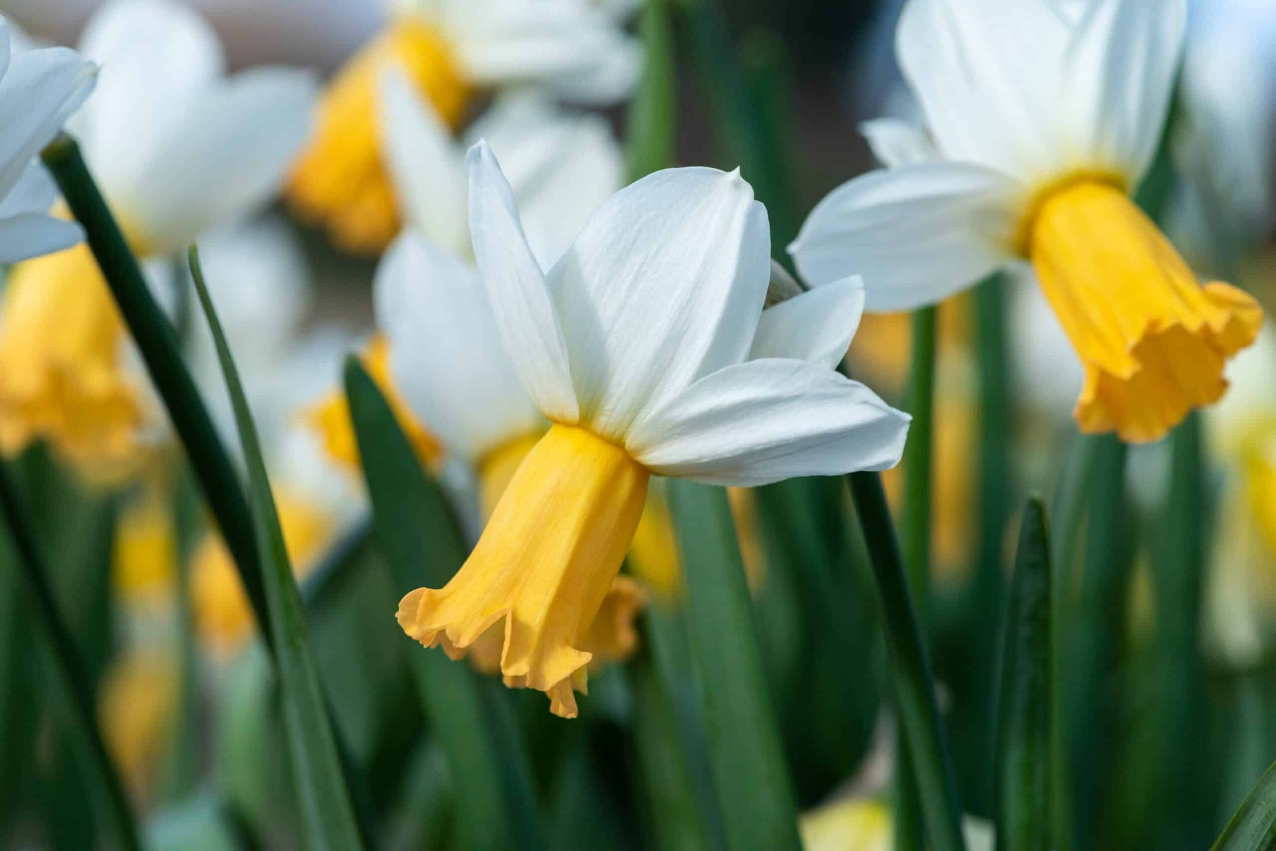 The Best Shorter Daffodils To Plant Now For Spring