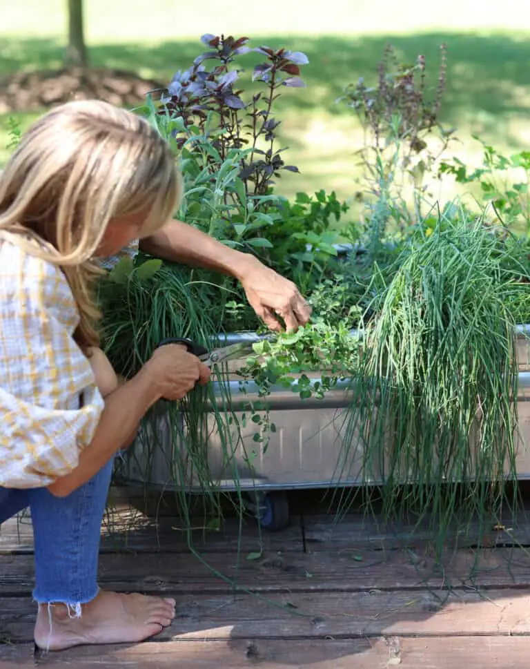 The Best Way To Harvest Oregano From Your Garden: Expert Tips