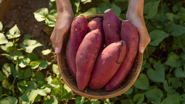 The Downsides Of Growing Sweet Potatoes In Your Garden