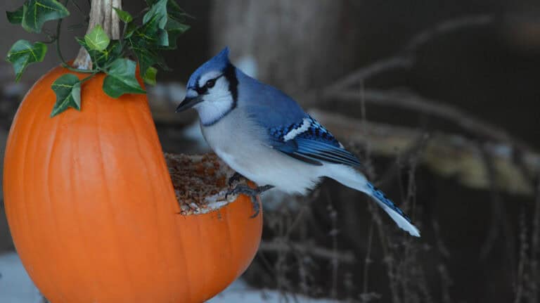 The Perfect DIY Pumpkin Bird Feeder for the Fall: Easy Guide