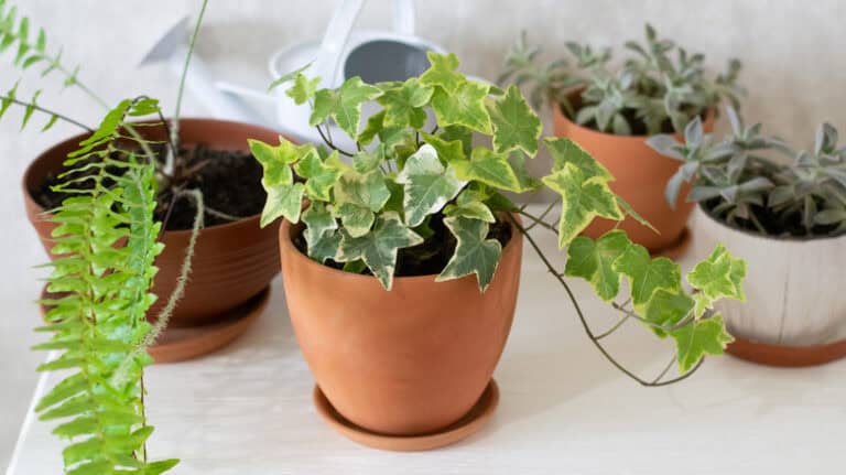The Popular Houseplant That Cleans Mold Spores In The Air: Nature’s Purifier