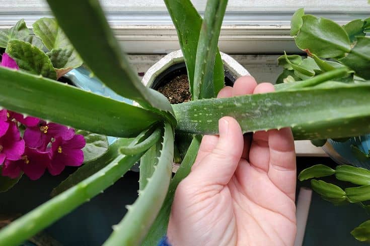 Things Everyone With An Aloe Plant Needs To Know: Essential Tips
