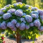 transforming hydrangea bush tree