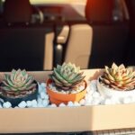 transport succulents safely steps