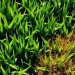 watering grass in sunlight